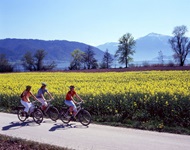 Drei Radlerinnen fahren auf der Schweizer Seenroute an einem blühenden Rapsfeld entlang.