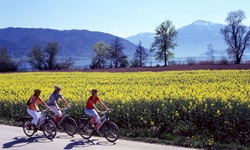 Drei Radlerinnen fahren auf der Schweizer Seenroute an einem blühenden Rapsfeld entlang.