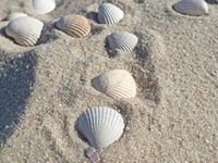 Verschiedene Muscheln am Sandstrand der Nordseeküste