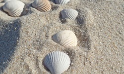 Verschiedene Muscheln am Sandstrand der Nordseeküste