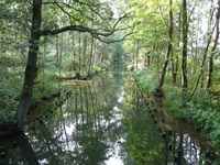 Blick auf die typische Wassertraße im dicht bewachsenen Spreewald