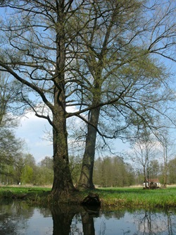 Blick zum idyllischen Spreeufer mit zwei großen Bäumen
