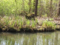 Idylle des dicht bewachsenen Spree-Ufers