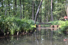 Eine Wasserstraße im dicht bewachsenen Spreewald mit Verkehrszeichen