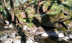 Blick auf einen kleinen Fluss im Wald, in dem viele Steine liegen, auf der Insel Bornholm
