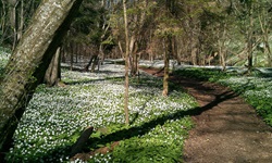 Frühling auf der Insel Bornholm: Am Wegesrand im Wald blühen Blumen