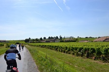 Eine Gruppe Radler fährt an sattgrünen Weinreben vorbei auf Saint-Emilion zu.