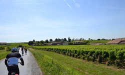 Eine Gruppe Radler fährt an sattgrünen Weinreben vorbei auf Saint-Emilion zu.