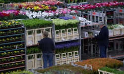 Einge Stapelwägen mit Blumen auf der weltbekannten Blumenauktion in Aalsmeer
