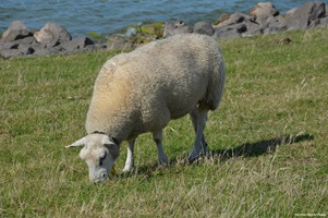 Ein Schaf frisst Gras auf einer Wiese in Stavoren in den Niederlanden