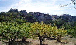 Blick über Bäume auf eine Felsenstadt in der Provence