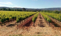 Blick über provenzanische Weinreben