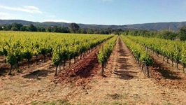 Blick über provenzanische Weinreben