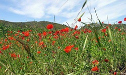 Blick auf einige Mohnblumen in der Provence