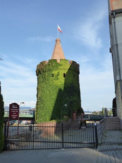 Der fast vollständig mit Efeu bewachsene Turm der Sieben Mäntel (oder auch Frautenturm) in Stettin.