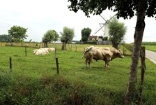 Ein belgischer Stier beobachtet von seiner Weide aus das Treiben auf dem Radweg.