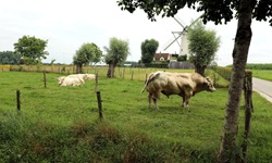 Ein belgischer Stier beobachtet von seiner Weide aus das Treiben auf dem Radweg.