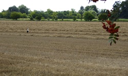 Ein Weißstorch sucht auf einem abgeernteten Stoppelfeld nach Nahrung