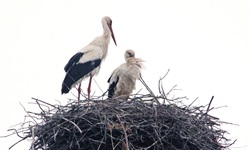 Ein Storchenpaar sitzt in Brandenburg auf seinem Nest.