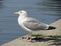 Eine Silbermöwe am Ostseeufer bei Stralsund.