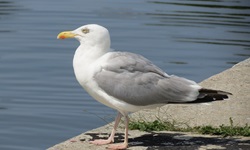 Eine Silbermöwe am Ostseeufer bei Stralsund.