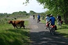 Ein zotteliges Galloway-Rind in Südholland lässt sich auch von vorbeifahrenden Radlern nicht aus der Ruhe bringen.