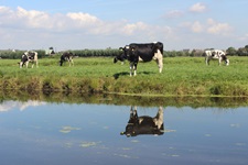 Südholländische Kühe grasen auf einer sattgrünen Wiese am Wasser.