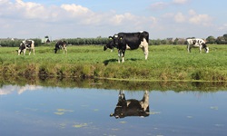 Südholländische Kühe grasen auf einer sattgrünen Wiese am Wasser.