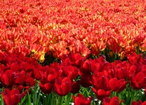 Blick auf rote und rot-weiße Tulpen