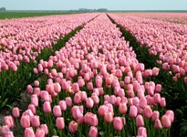 Rosa blühendes Tulpenfeld in Südholland