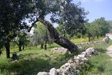 Vom Wind gebeugte Olivenbäume in einem von weißen Steinmäuerchen eingerahmten Olivenhain.