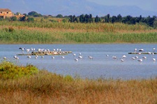 Flamingos suchen in einem Feuchtgebiet Südost-Siziliens nach Nahrung.