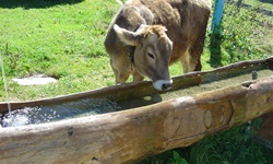 Eine braune Kuh genehmigt sich an einem Holztrot eine Erfrischung.