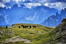 Eine Herde von Pferden in den Dolomiten