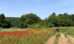Zwei Mountainbiker biken in der Toskana an blühenden Wiesen vorbei.