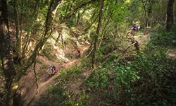 Mountainbiker auf einer herrlichen Downhillstrecke im Wald.