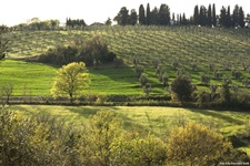 Eine typisch toskanische Landschaft mit sanften Hügeln, Zypressen und Ölbäumen.