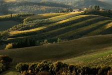 Sanft geschwungene, sattgrüne Weinberge im Anbaugebiet des weltberühmten Chianti-Weins.