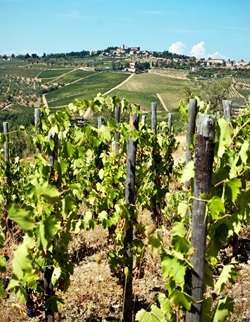 Ein Weinberg im berühmten Chianti-Gebiet. Im Hintergrund ist ein Dorf zu erkennen.