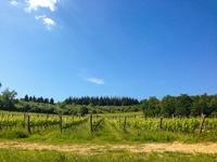 Weinberge im Anbaugebiet des berühmten Chianti.