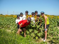 Eine Radlergruppe posiert in einem Sonnenblumenfeld in der Toskana