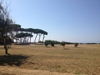 Blick über ein Feld mit Bäumen bis hin zur toskanischen Küste