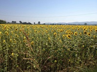 Ein Sonnenblumenfeld in der Toskana