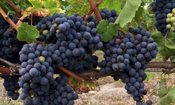 Eine dunkle Traube an einer Rebe im Weinanbaugebiet Touraine