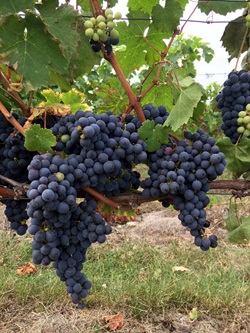 Eine dunkle Traube an einer Rebe im Weinanbaugebiet Touraine