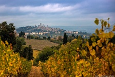 Blick von einem Weinberg auf das Panorama von San Gimignano in der Toskana