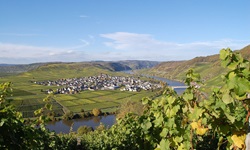 Blick von einem Weinberg zur Mosel und nach Trittenheim