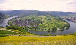 Blick auf die Moselschleife von Trittenheim