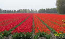 Ein großen Tulpenfeld mit rot und pink blühenden Tulpen