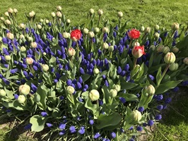 Kleines Blumenfeld im botanischen Garten Keukenhof in Holland